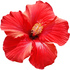 Red hibiscus